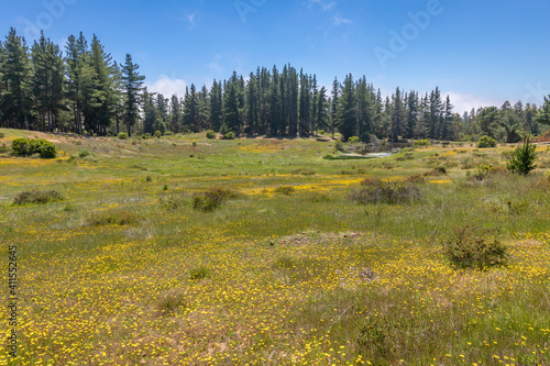 Idillyc fantasy view of a flower meadow in a forest with a lagoon on a sunny day with a blue sky in a green scenery during morning time. A vribrant landscape at springtime for a green background photo