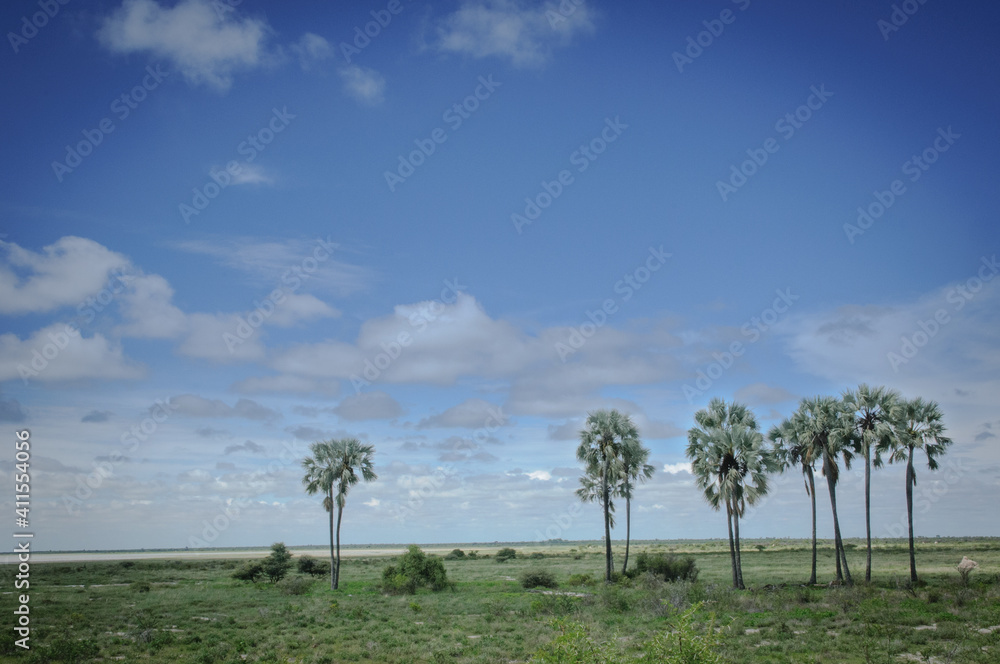 Palm trees at Fischer's pan Palm trees at Fischer's pan