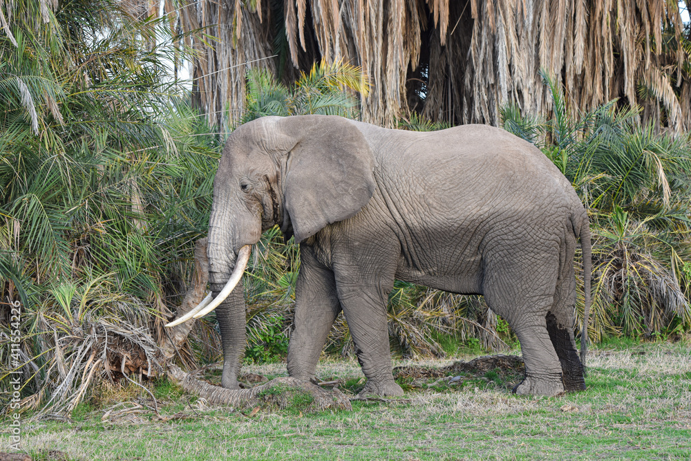 Big bull elephant (Loxodonta africana) in musth with palm background.  Amboseli National Park, Kenya.  Copy space. 