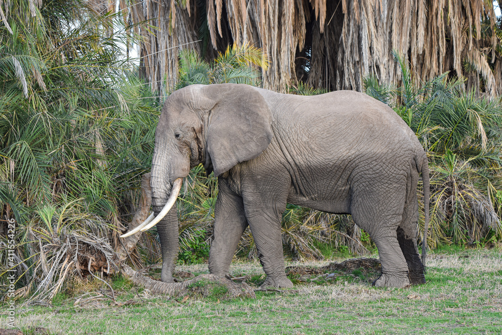Fototapeta premium Big bull elephant (Loxodonta africana) in musth with palm background. Amboseli National Park, Kenya. Copy space. 