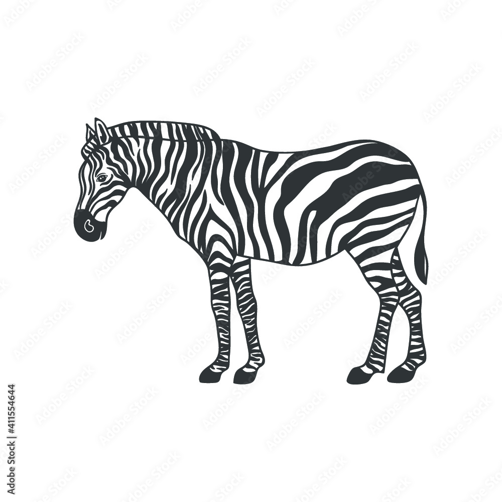 Obraz premium African zebra isolated on white. Vector illustration.