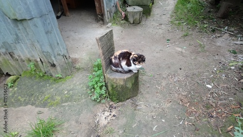 cat sitting on a wood in the countryside 
