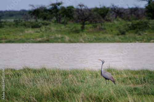 Blue crane in Etosha National Park