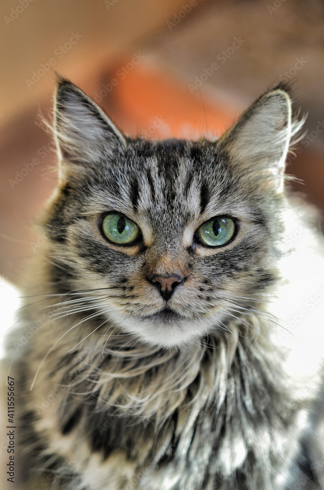 Portrait Katze