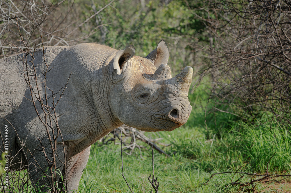 Fototapeta premium Black rhino