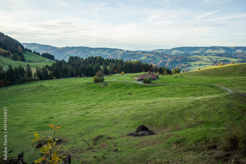 Fototapeta premium meadow on hill with forest