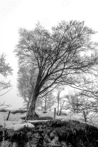 Wallpaper Mural tree and snow five Torontodigital.ca