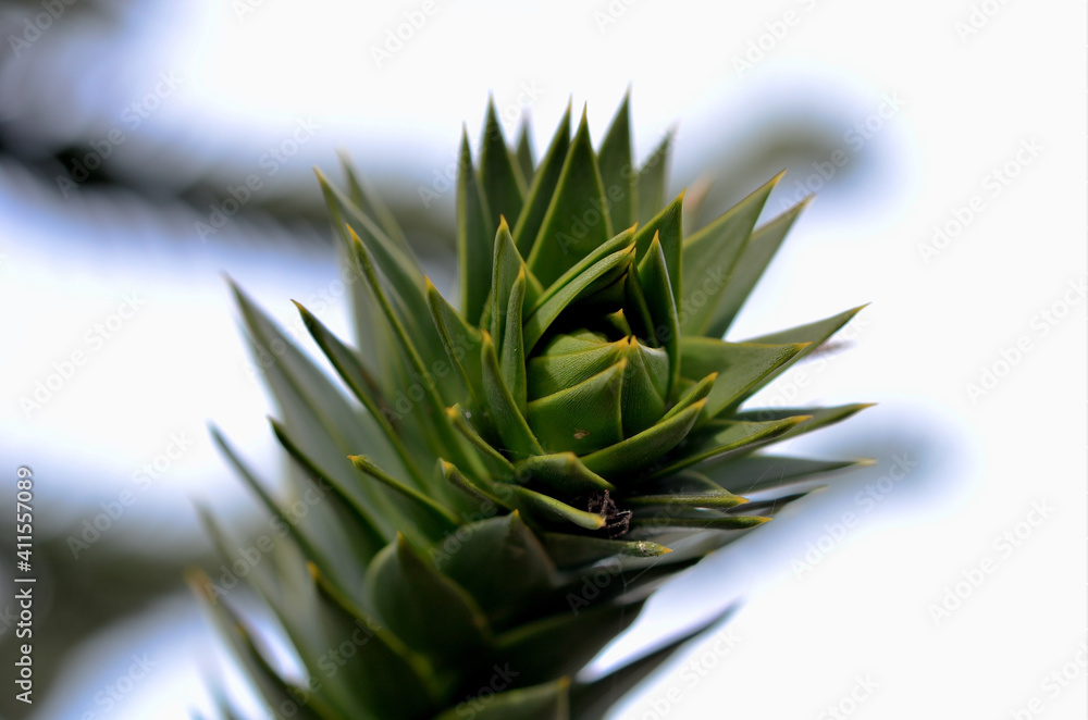 Fototapeta premium Affenbaum mit Spinne