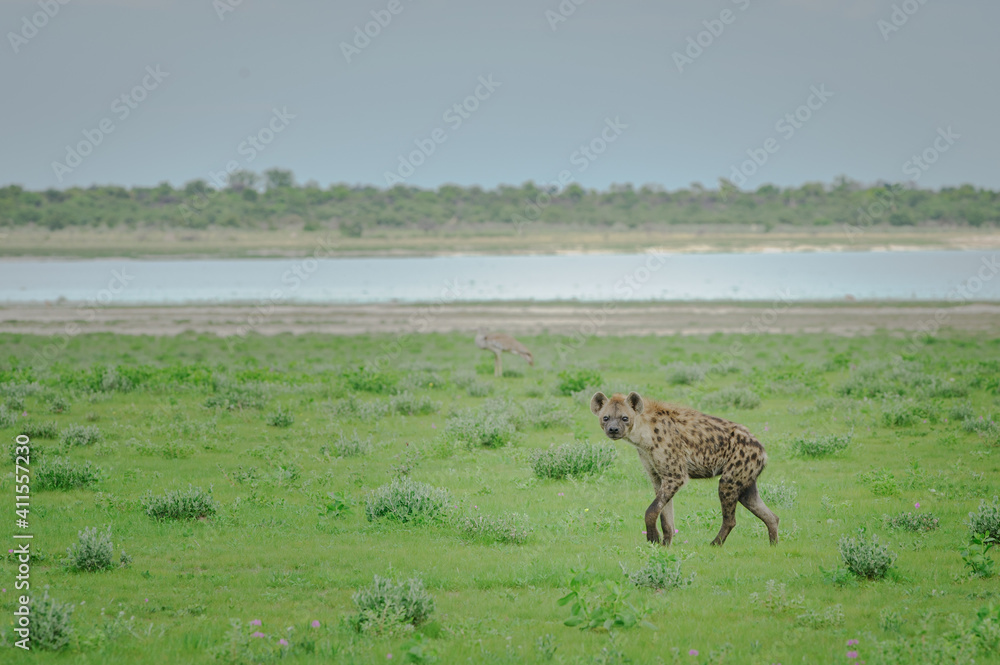 Spotted hyeana walking in the green plains of Etosha National Park Spotted hyeana walking in the green plains of Etosha National Park