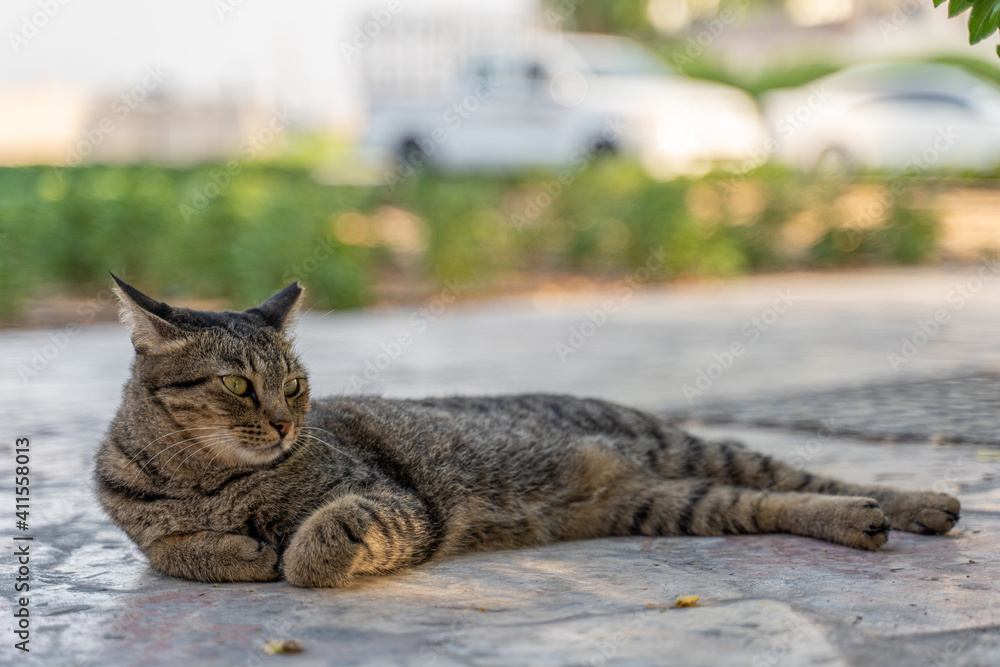 Naklejka premium Grau-schwarze Katze liegt entspannt auf dem Boden / Kopfsteinpflaster mit Pflanzen im Hintergrund
