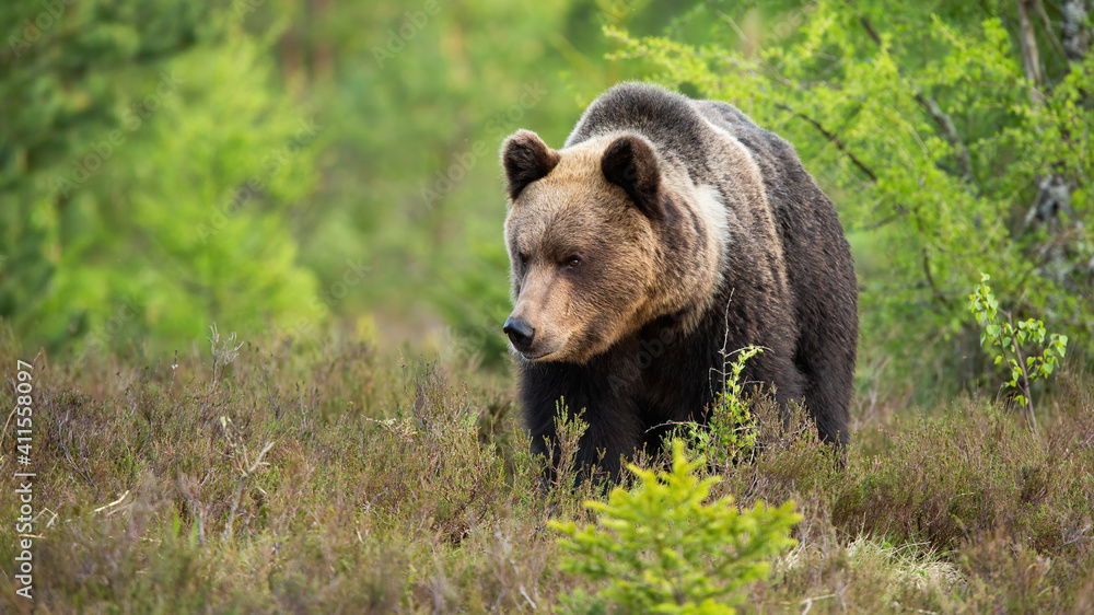 Large brown bear, ursus arctos, approaching on a moorland from front view with copy space. Strong mammal in spring nature with trees in background. Animal wildlife in national park. Large brown bear, ursus arctos, approaching on a moorland from front view with copy space. Strong mammal in spring nature with trees in background. Animal wildlife in national park.