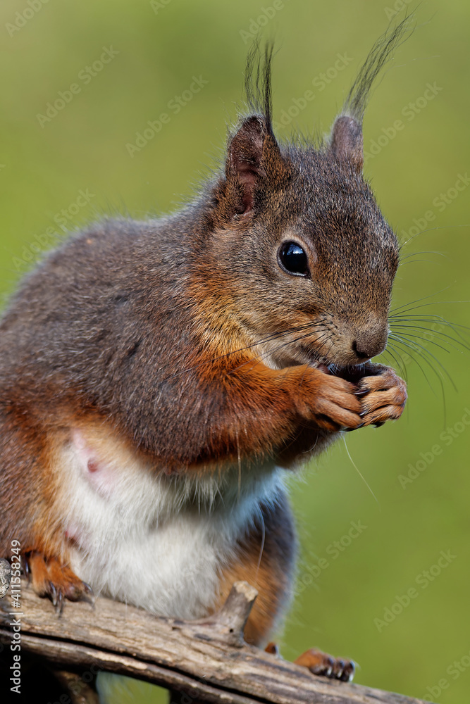 Fototapeta premium Eichhörnchen frisst Sonnenblumenkerne