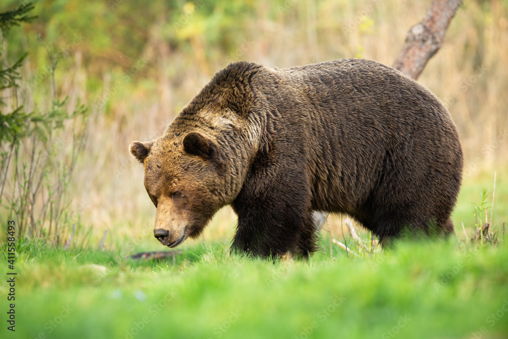 Fototapeta premium Large brown bear, ursus arctos, male walking through spring meadow with head down and sniffing. Massive mammal with long fur looking for food in grass in nature.