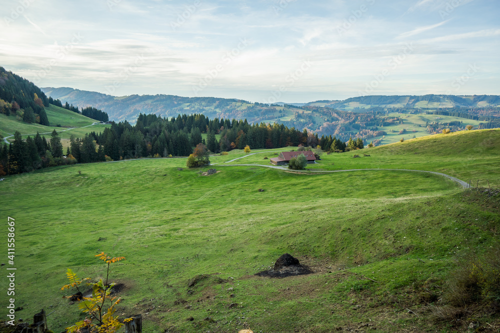 green meadow on hill with forest