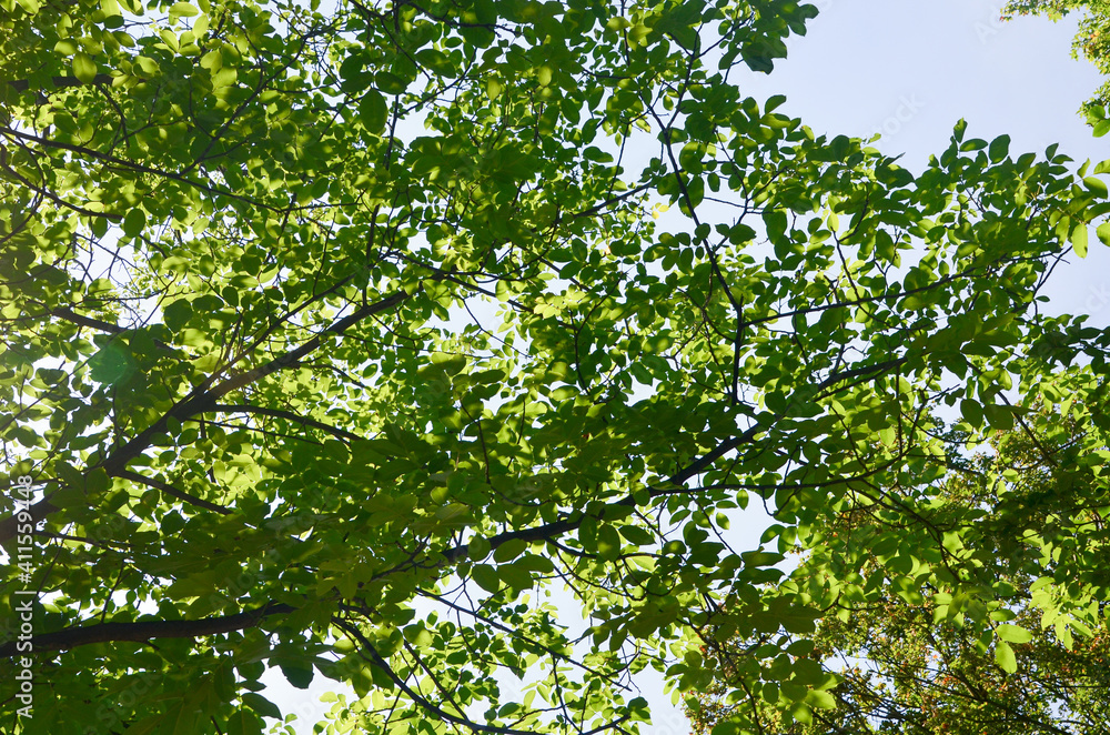 Fototapeta premium Blätterdach