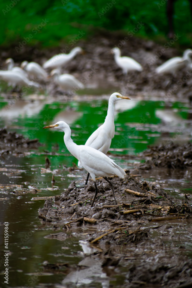 white heron in the water white heron in the water