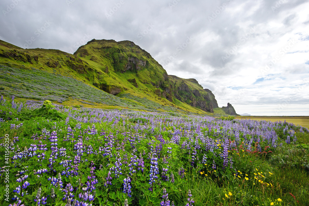 Icelandic nature scenery with purple flowers in blossom and cloudy sky above. Blooming meadow with green slopes rising in background. Wide angle landscape in summer.