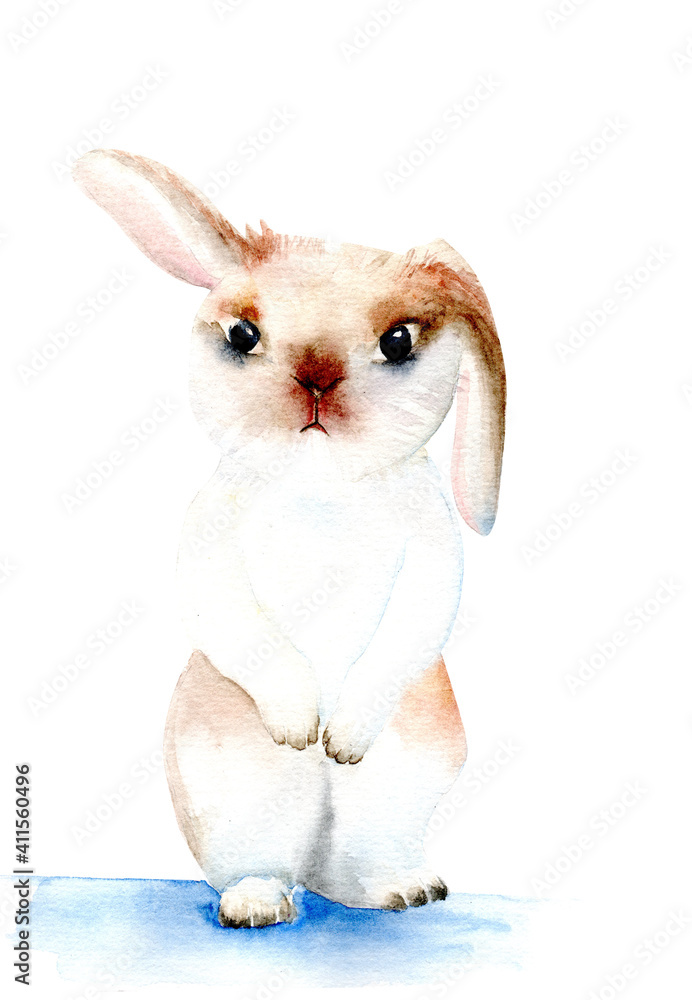 Obraz Watercolor illustration of a white rabbit with brown ears and nose on the white background
