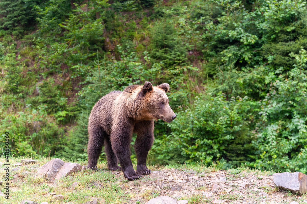 Brown bear (lat. ursus arctos) stainding in the forest Brown bear (lat. ursus arctos) stainding in the forest