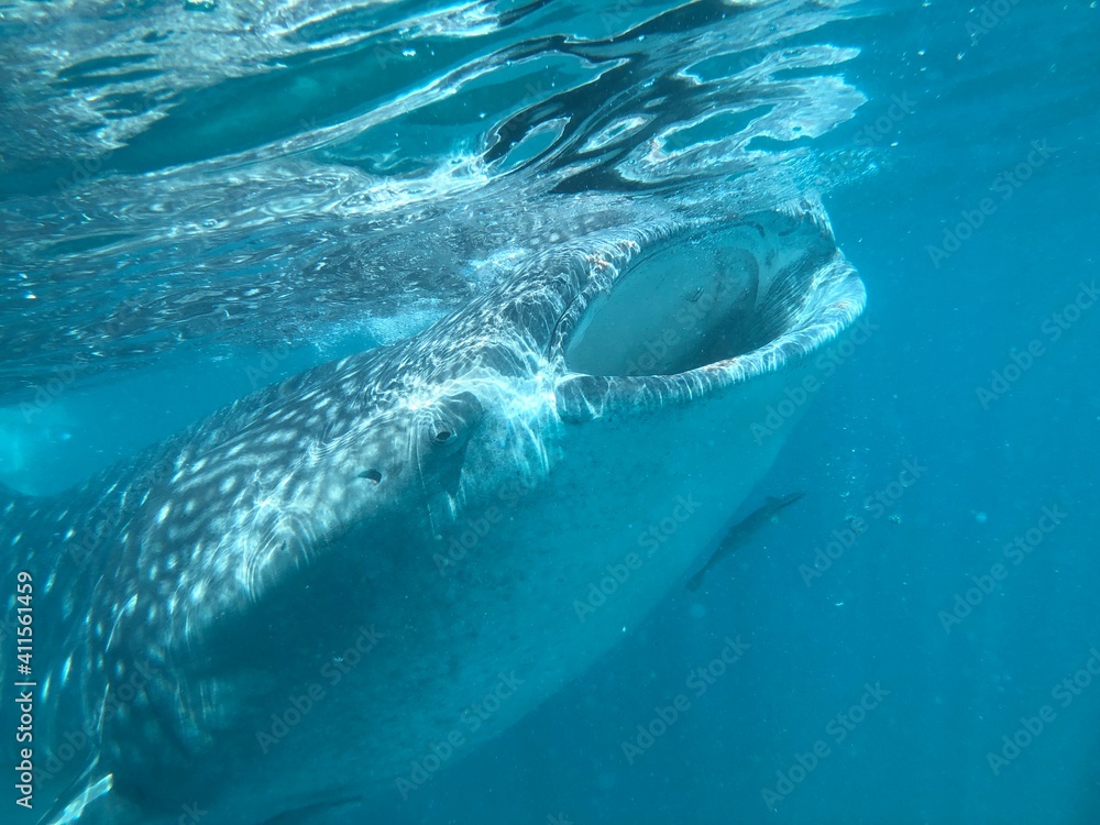 Naklejka premium dolphin swimming in the water
