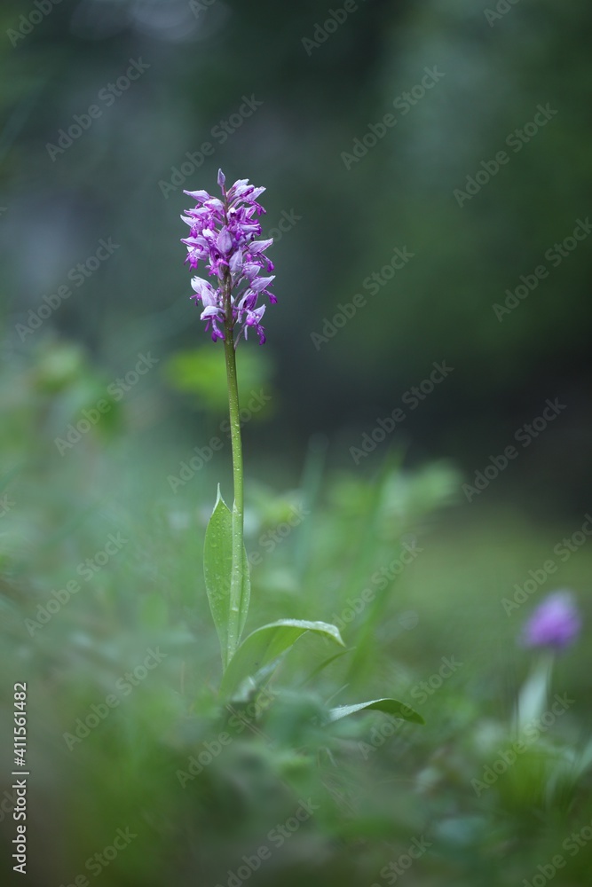Military orchid, orchis militaris, growing in spring forest in vertical composition. Pink and purple flower blossoming in nature from low angle perspective. Endangered plant blooming on meadow. Military orchid, orchis militaris, growing in spring forest in vertical composition. Pink and purple flower blossoming in nature from low angle perspective. Endangered plant blooming on meadow.