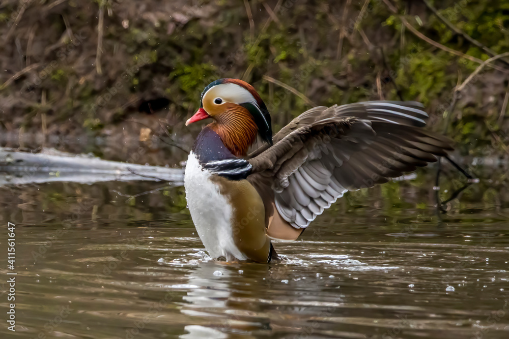 A beautiful male mandarin duck posing in a little pond called Jacobiweiher not far away from Frankfurt, Germany at a cold day in winter. A beautiful male mandarin duck posing in a little pond called Jacobiweiher not far away from Frankfurt, Germany at a cold day in winter.