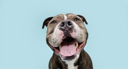Portrait happy smiling american bully dog. Isolated on blue background.