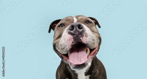 Portrait happy smiling american bully dog. Isolated on blue background.