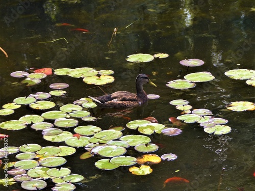 duck near the water lilies