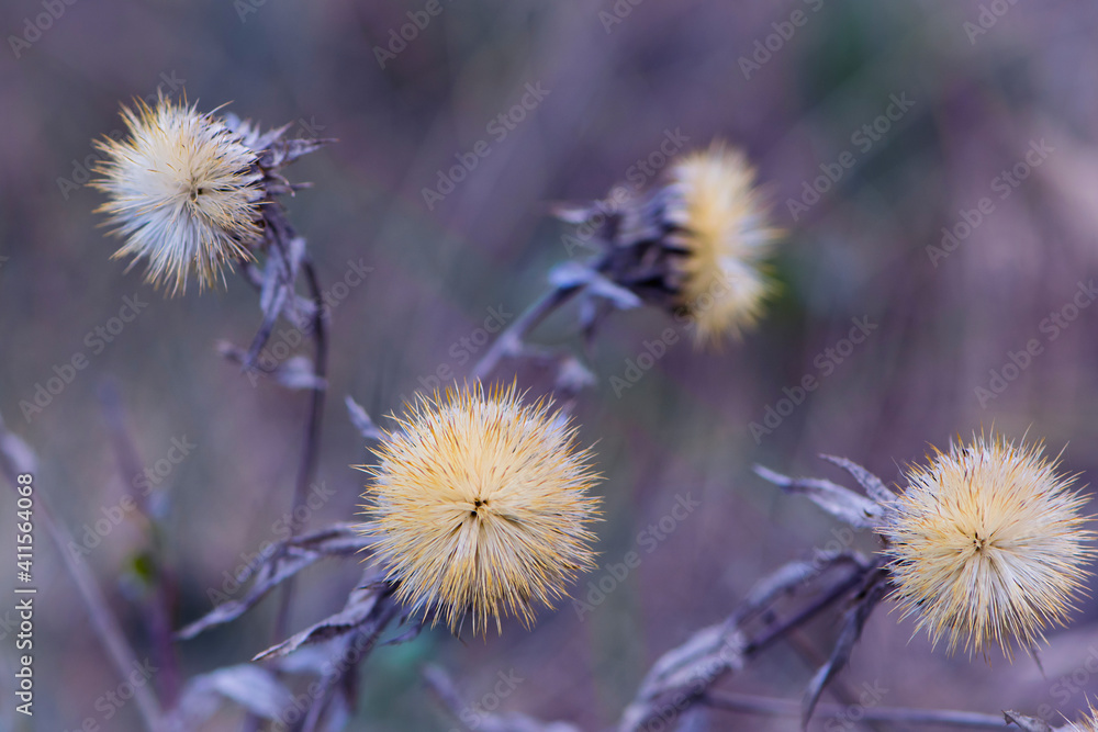 Dried autumn meadow flower on a background of dry grass. Plants' seeds. spring season. Dry field. wild flower. Natural background. Background image. spring or autumn, seasons. Plants in nature. close