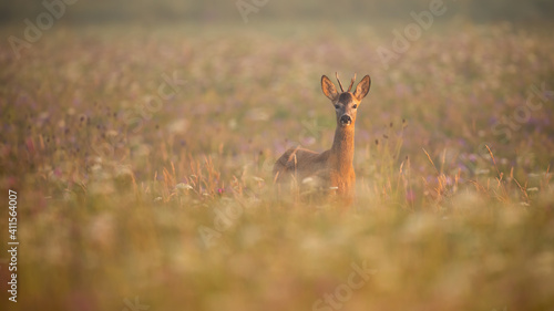 Young roe deer, capreolus capreolus, buck standing in morning mist on a meadow in summer at sunrise with copy space. Front view of animal wildlife on a blooming hay field illuminated by sun.
