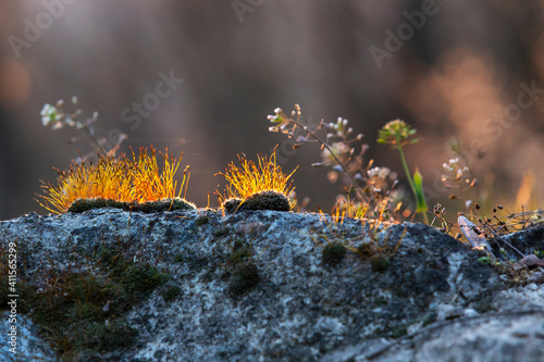 Hard stone and moss with long orange shoots grow on the surface. Beautiful warm bokeh.