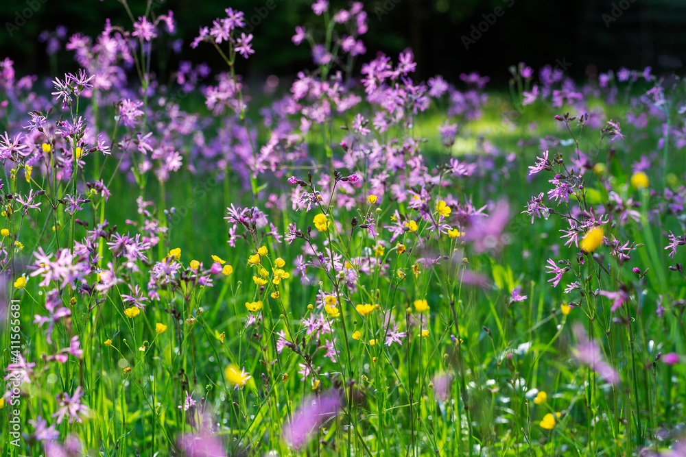 A beautiful blooming spring meadow full of purple and yellow flowers of meadow plants with beautiful backlight