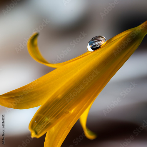 A long yellow bell-shaped flower with a small drop of water. Beautiful gray - brown bokeh.