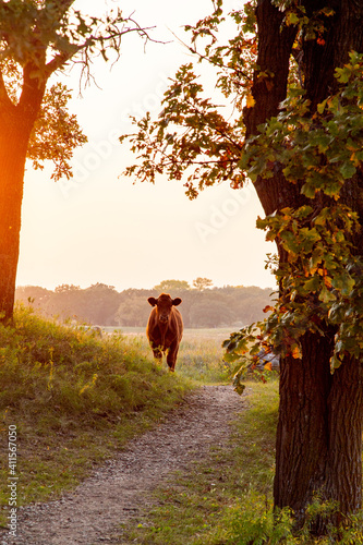 Cows