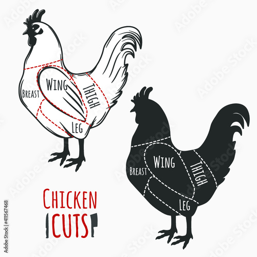 Chicken cuts butchery diagram. Vector illustration.