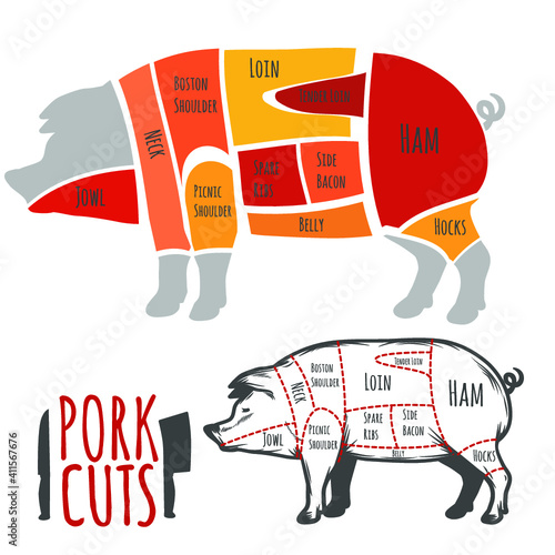 Pork cuts butchery diagram. Vector illustration.