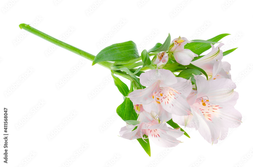 Fototapeta premium One delicate pink flower isolated on white background.