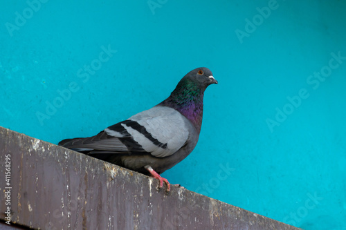 Close-up of a pigeon on a ledger