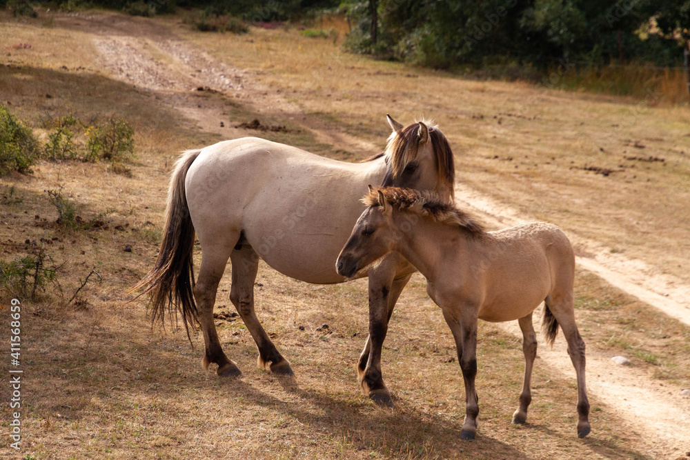 Fototapeta premium horse and foal