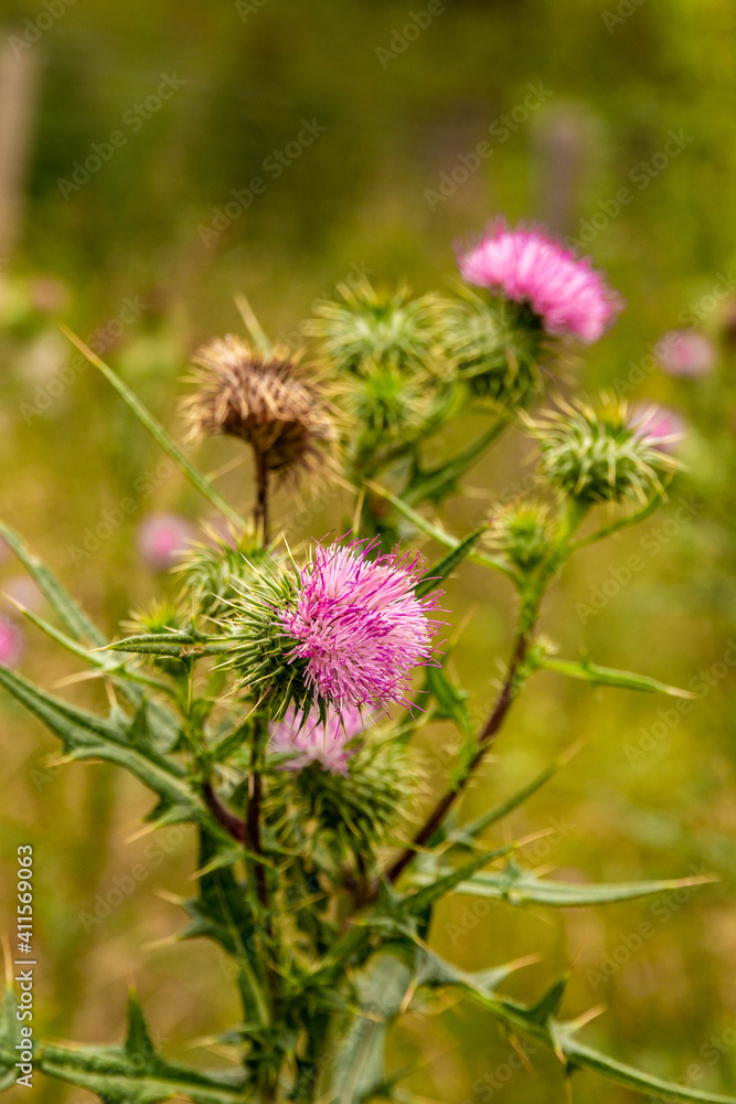 Close-up of a thistle with several flowers Close-up of a thistle with several flowers