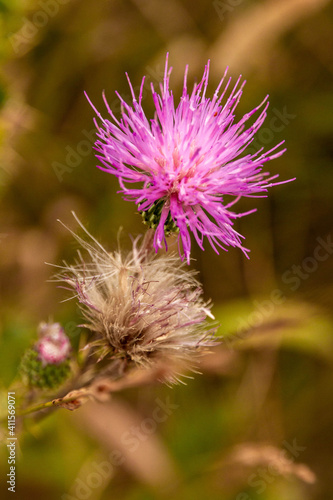 Close-up of a thistle flower