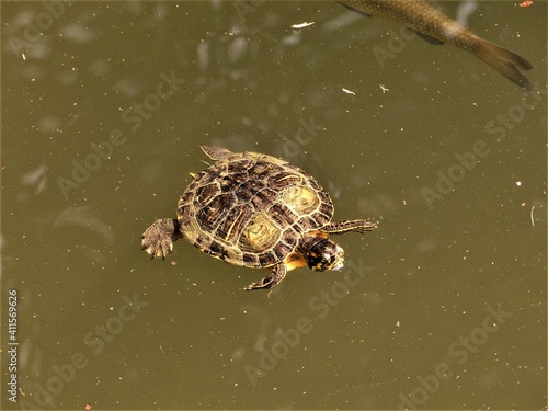 turtle in a pond