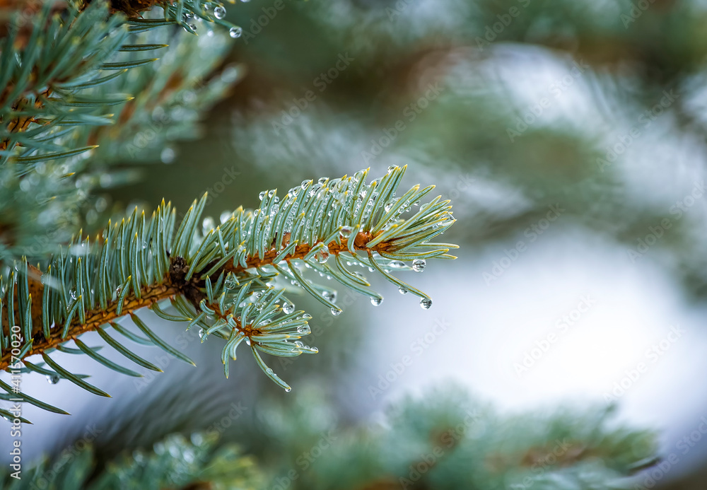 Macro close up of Blue Spruce fir tree branch with drops of water rain or dew. Macro close up of Blue Spruce fir tree branch with drops of water rain or dew.