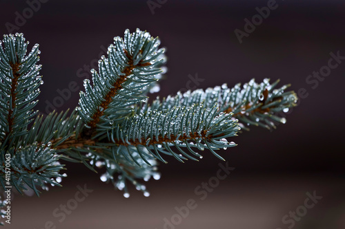 Macro close up of Blue Spruce fir tree branch with drops of water rain or dew.