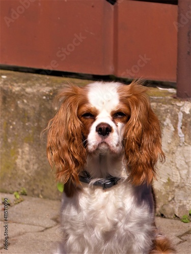 cavalier king charles spaniel