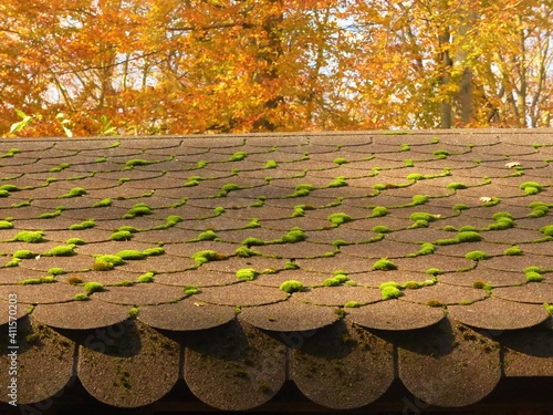 moss on the roof