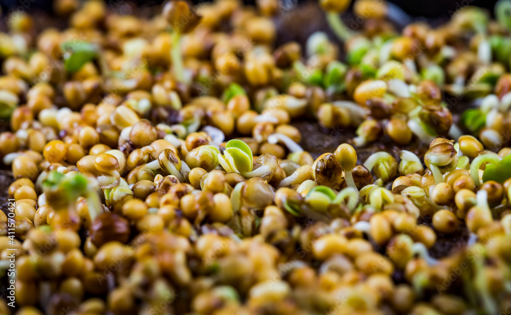 Extreme macro close-up of Coriander microgreens sprout. New life concept. Growing microgreen sprouts close up view. Germination of seeds at home. Vegan and healthy eatingt. Sprouted seeds.