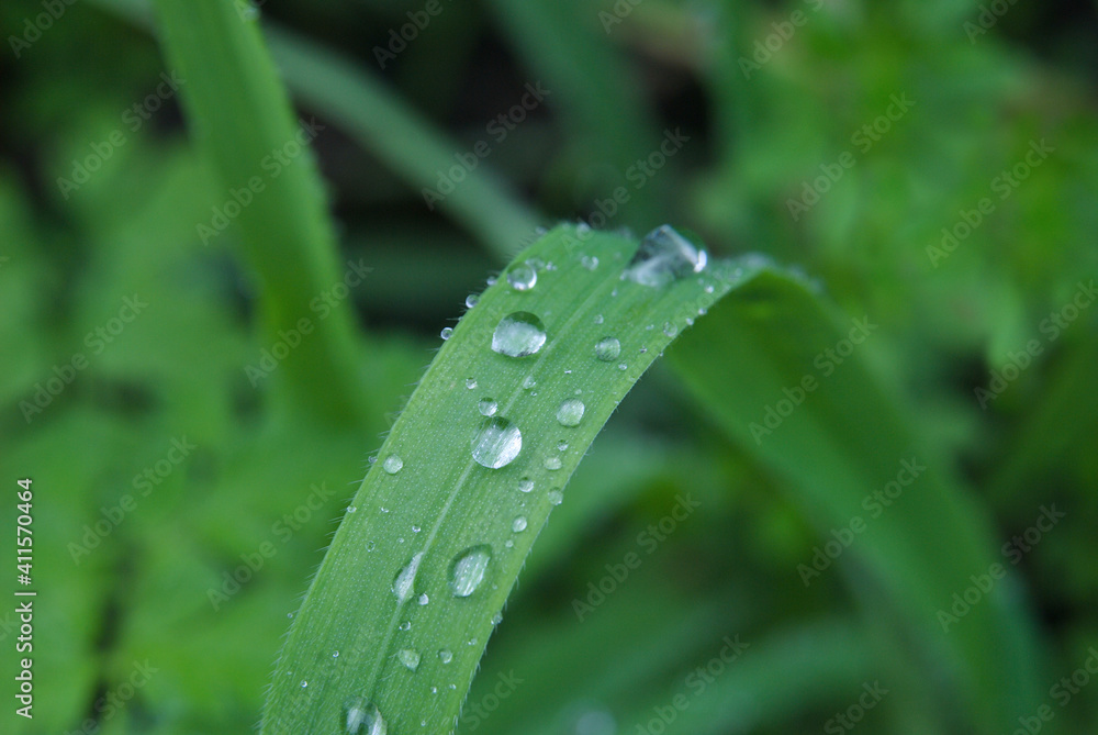 Folha de uma erva com gotas de água da chuva e reflexos de luz, macro fotografia Folha de uma erva com gotas de água da chuva e reflexos de luz, macro fotografia