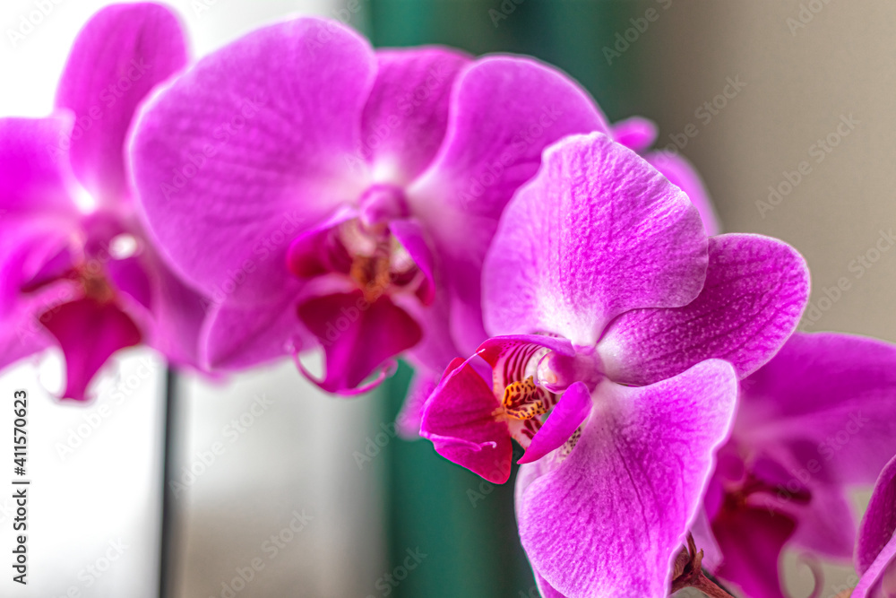 Pink flower petals of the phalaenopsis orchid Pink flower petals of the phalaenopsis orchid